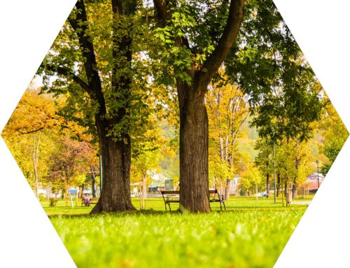 1. Accessible quality green space